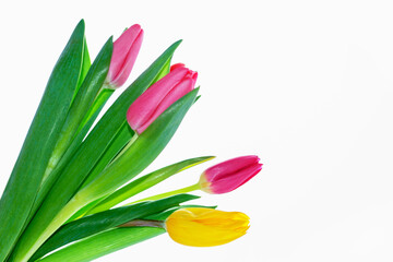 Fototapeta premium spring colorful flowers tulips. floral collection.