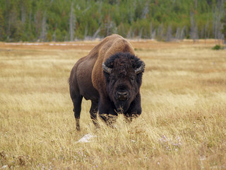 American Bison in Yellowstone National park © KorpiKaaos