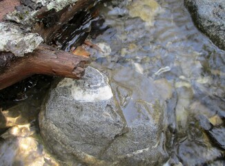 Branche flottant sur la rive