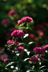 pink lychnis on a sunny day