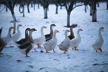 A flock of domestic geese on snow. Snow rural farm landscape. Goose on the snow, domestic bird