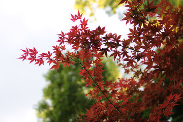 Japanese Maple Tree Leaves Branch