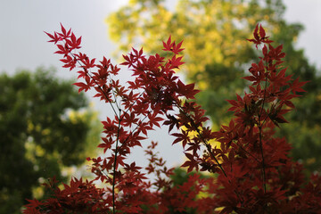 Japanese Maple Tree Leaves Branch