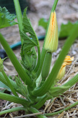 Obraz premium Zucchini flower plant garden farm 