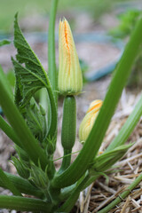 Obraz premium Zucchini flower plant garden farm 