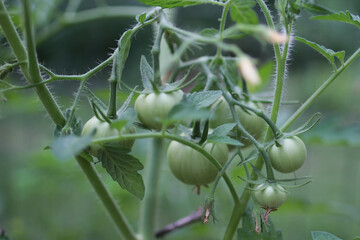 Green tomatoes farm fresh ripening 