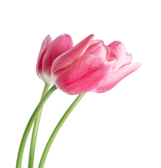 Three tulip flowers closeup isolated on white background