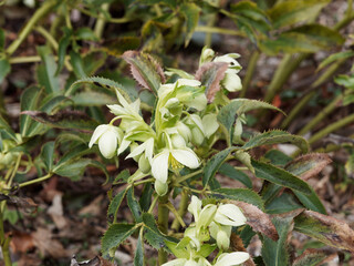 Touffe d'hellébore de Corse ou helleborus argutifolius au feuillage caulinaire en patte d'oies, vert mat, coriace et épineux à floraison inclinées blanc crème en forme de coupe au sommet de tiges