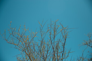branches against blue sky