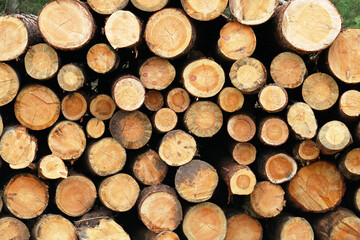 logging in the forest	