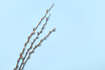 Pussy willow branches on blue background