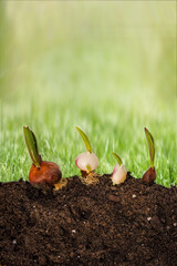 Brown tulip bulbs ready for planting in the soil close-up