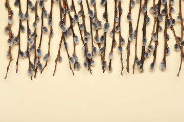 Many blooming pussy willow branches on color background