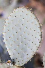 A cactus is a member of the plant family Cactaceae, a family comprising about 127 genera with some...