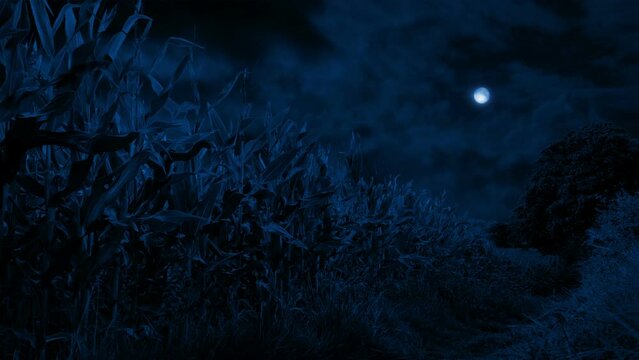Corn Field And Path In The Moonlight