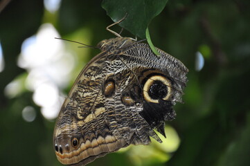 Motyl © sorensen15