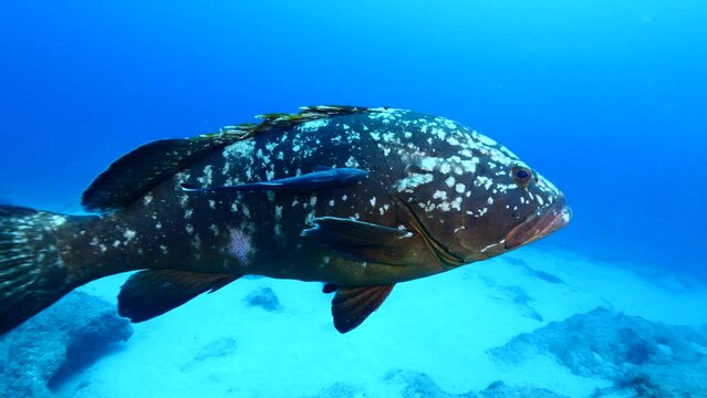 big grouper swim close with a big remora pilot fish swim together underwater goliath dusky grouper ocean scenery