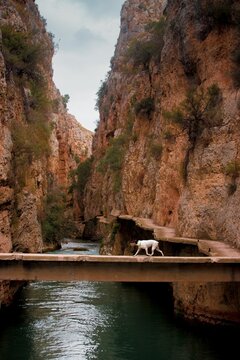 ca&ntilde;&oacute;n Amadenes