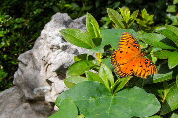 butterfly on a flower