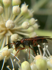 ant on a leaf
