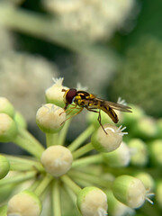 bee on a yellow flower