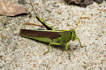 grasshopper on the grass