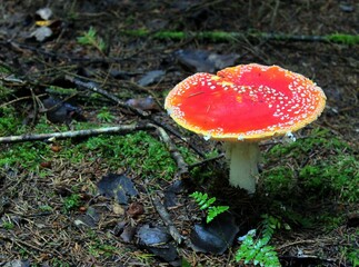 Amanita muscaria mushrooms in forest