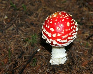 Amanita muscaria mushrooms in forest