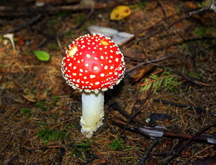 Amanita muscaria mushrooms in forest
