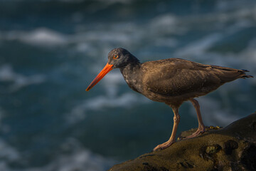 2022-02-15 A SIDE SHOT OF A OYSTERCATCHER WITH A BRIGHT ORANGE BEAK ON THE CLIFFS OF THE LA JOLLA COVE NEAR SAN DIEGO CALIFORNIA