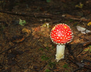 Amanita muscaria mushrooms in forest