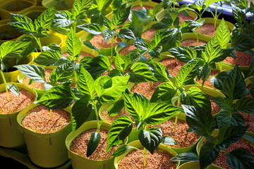Obraz premium Early seedling , grown from seeds in boxes at home on the windowsill. seedlings in peat pots.Baby plants seeding, black hole trays for agricultural seedlings.The spring planting.