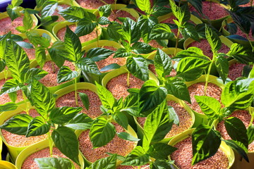 Early seedling , grown from seeds in boxes at home on the windowsill. seedlings in peat pots.Baby...