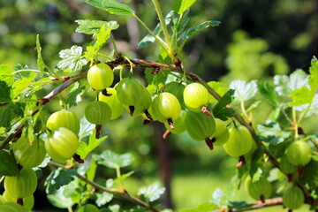 Fresh gooseberry on a branch of a gooseberry Bush in the garden. Close-up view of organic gooseberry berries hanging on a branch under the leaves.