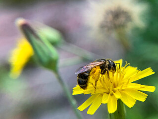 bee on yellow flower