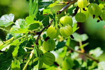 Fresh gooseberry on a branch of a gooseberry Bush in the garden. Close-up view of organic gooseberry berries hanging on a branch under the leaves.