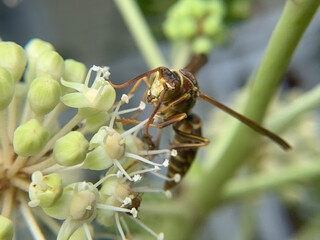 ant on a leaf