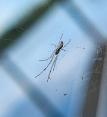 spider on the web