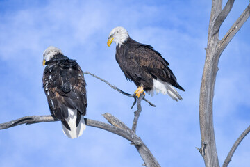 American Bald Eagles perched in a tree with a blue sky background.