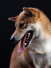 portrait of shiba inu on a black background