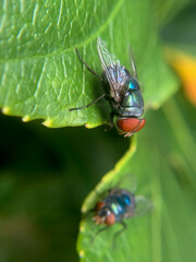 fly on leaf
