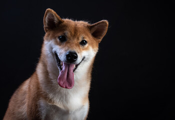 portrait of shiba inu on a black background