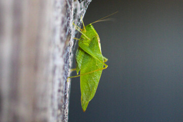 green praying mantis