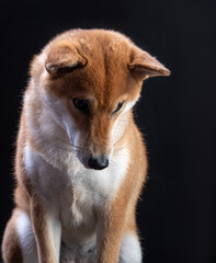 portrait of shiba inu on a black background