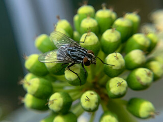 fly on leaf