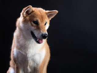 portrait of shiba inu on a black background