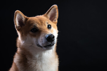 portrait of shiba inu on a black background