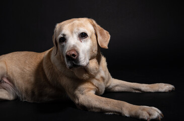 portrait of an old labrador on a black background