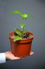 holding brown flowerpot on hand. isolated on gray background. 