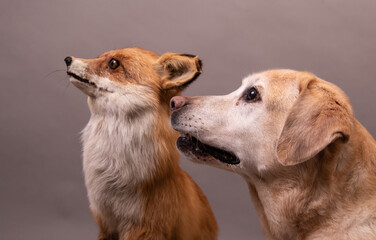 labrador next to a fox on a gray background
